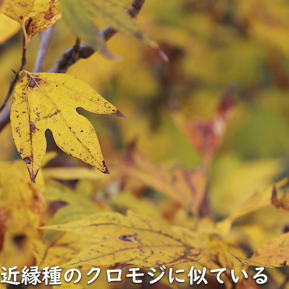 楽天市場】シロモジ 2m 露地 苗木 : トオヤマグリーン