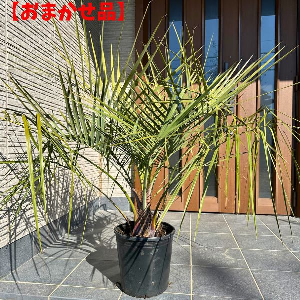 楽天市場】ココスヤシ 9号樹高1m前後(鉢底から) 南国 シンボルツリー