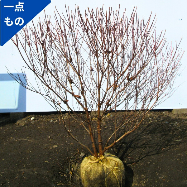 楽天市場】【一点もの】シロヤシオ(ゴヨウツツジ、ヤシオツツジ） 樹高