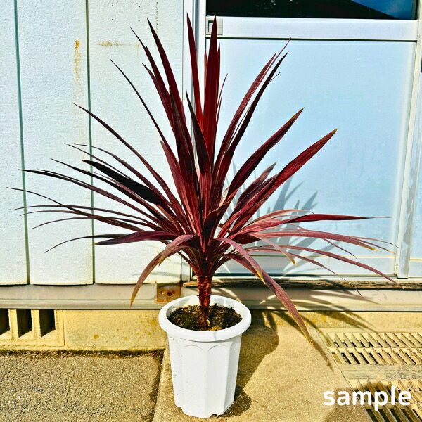 楽天市場】【スーパーセール10%OFF】コルジリネ(コルディリネ) レッド