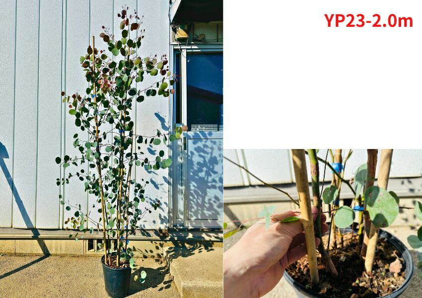 楽天市場】【現品発送】ユーカリ(ポポラス) 8号 樹高1.8-2.3m(鉢底から