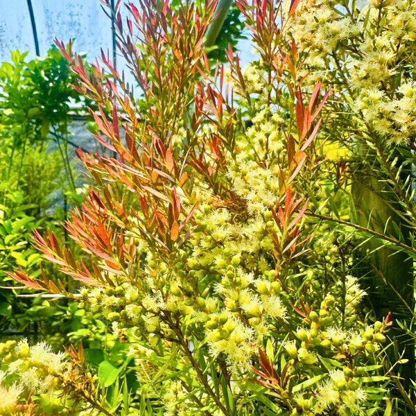 超美形。仕立てメラレウカ レッドジェム1.8M(鉢底から)品番C 園芸