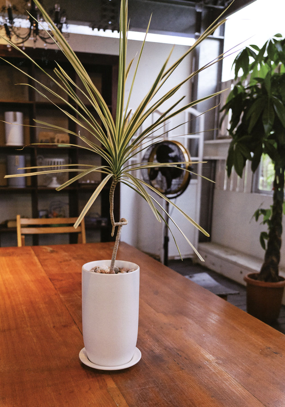 楽天市場】植木鉢 受け皿付き おしゃれ 人気 プランター 小型 おすすめ