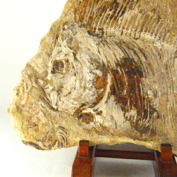 楽天市場】魚の化石 化石 魚 古代 鑑賞石 パワーストーン 天然石 原石