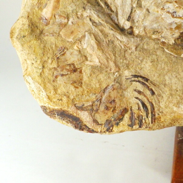 楽天市場】魚の化石 化石 魚 古代 鑑賞石 パワーストーン 天然石 原石