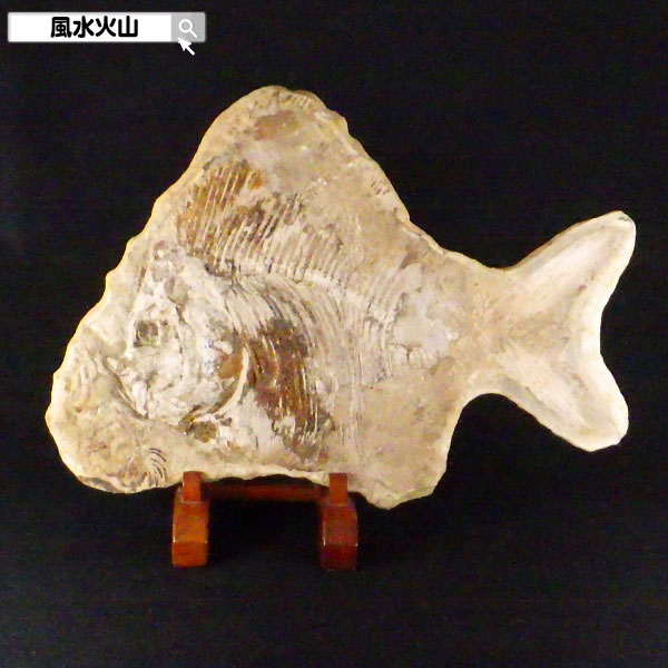 楽天市場】魚の化石 化石 魚 古代 鑑賞石 パワーストーン 天然石 原石