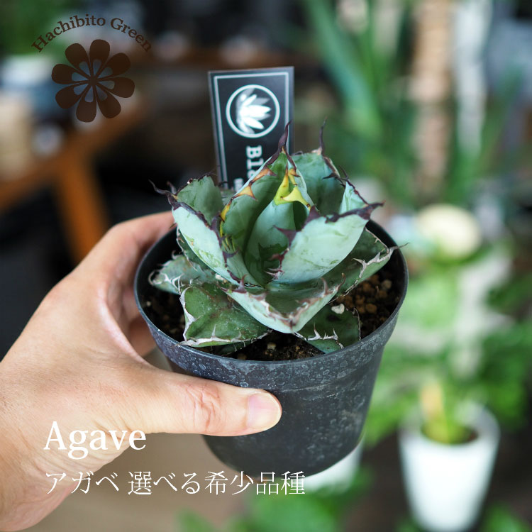楽天市場】【数量限定】選べる品種 アガベ チタノタ 希少品種 3.5号