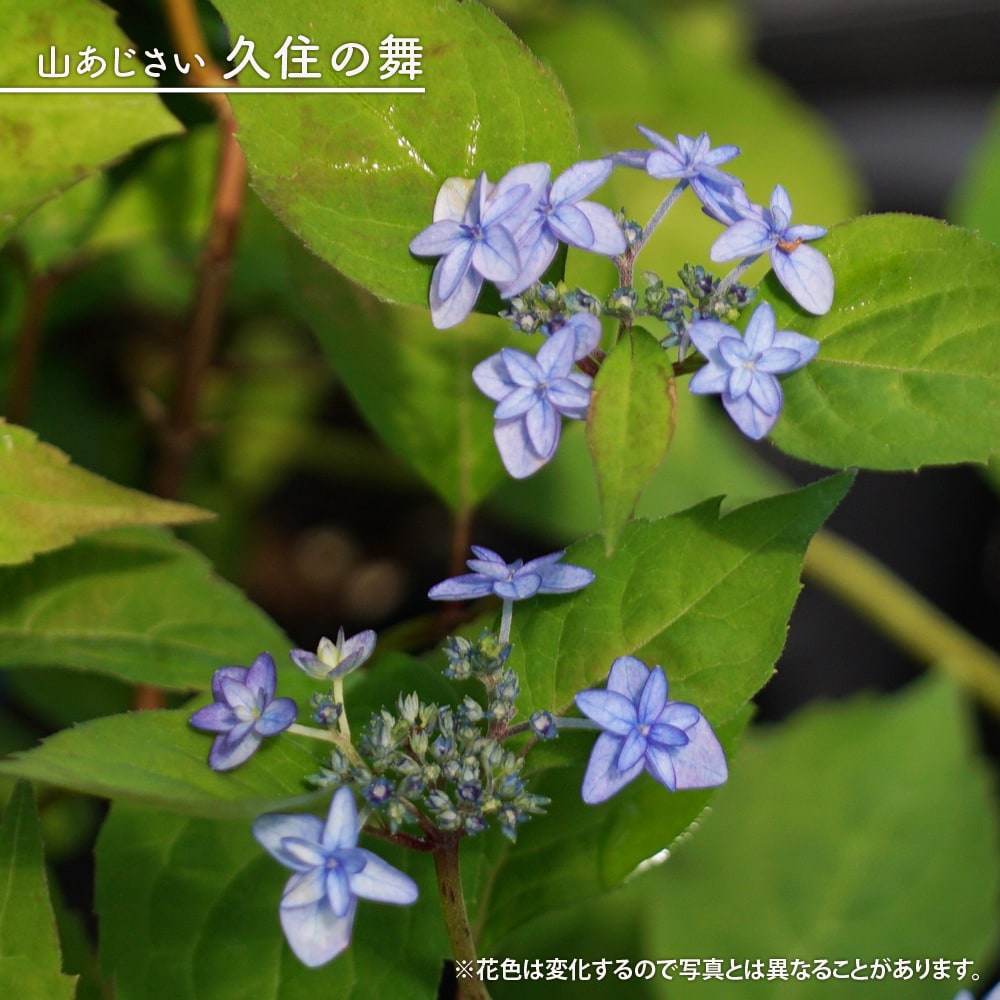 楽天市場】楽天スーパーセール対象商品 紫陽花 ヤマアジサイ 【久住の
