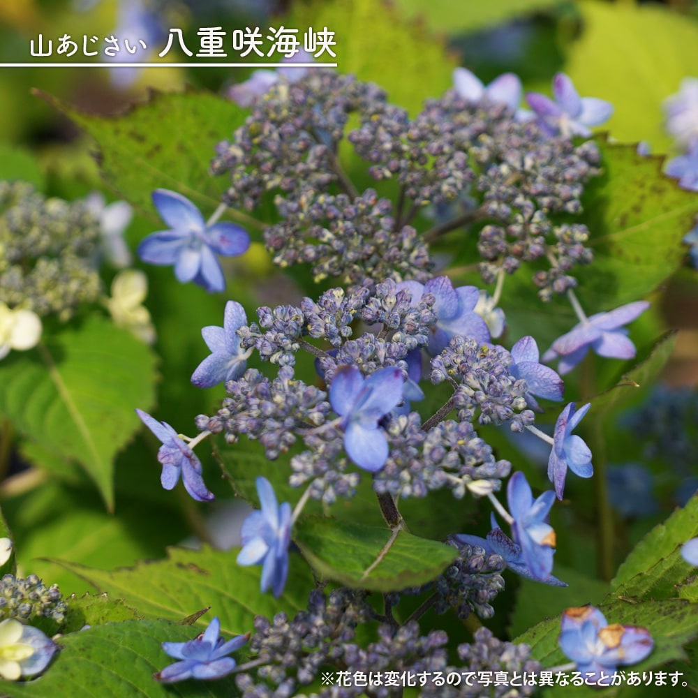 楽天市場】楽天スーパーセール対象商品 紫陽花 ヤマアジサイ 【八重咲