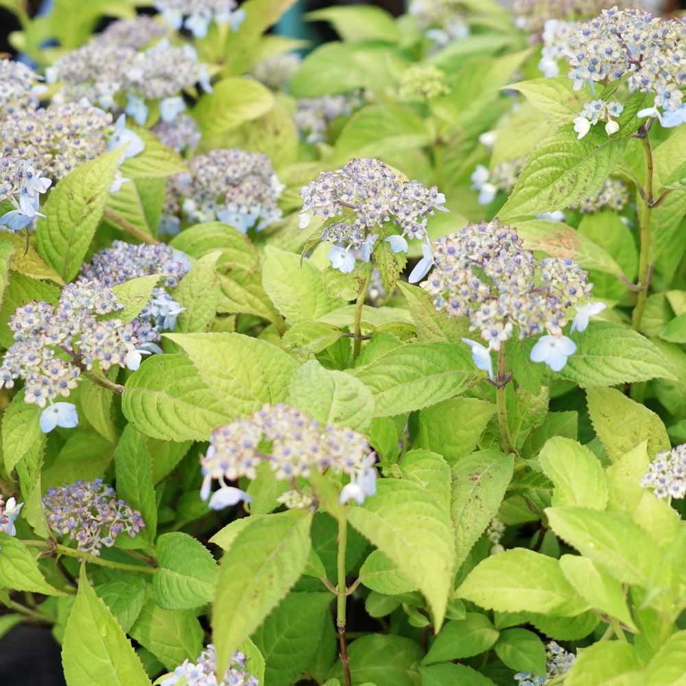 楽天市場】楽天スーパーセール対象商品 紫陽花 ヤマアジサイ 【横浪の