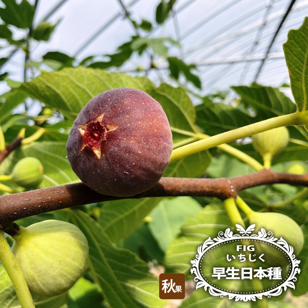 Mei Li Ya イチジク苗木 4年生 Yahoo!オークション -「イチジク (mei li)」の落札相場・落札価格