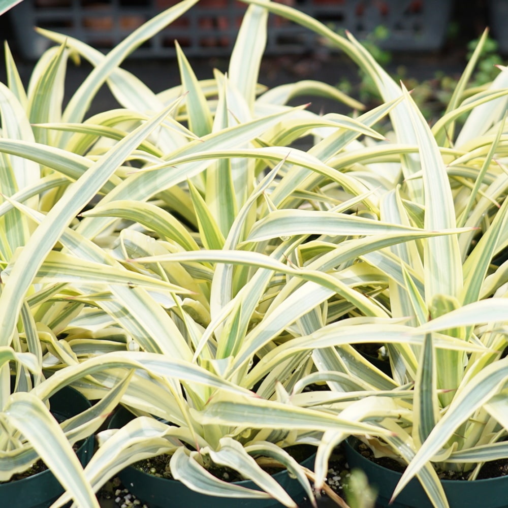 楽天市場】【ブライトスター】 ユッカ・グロリオサ ポット苗 耐寒性南