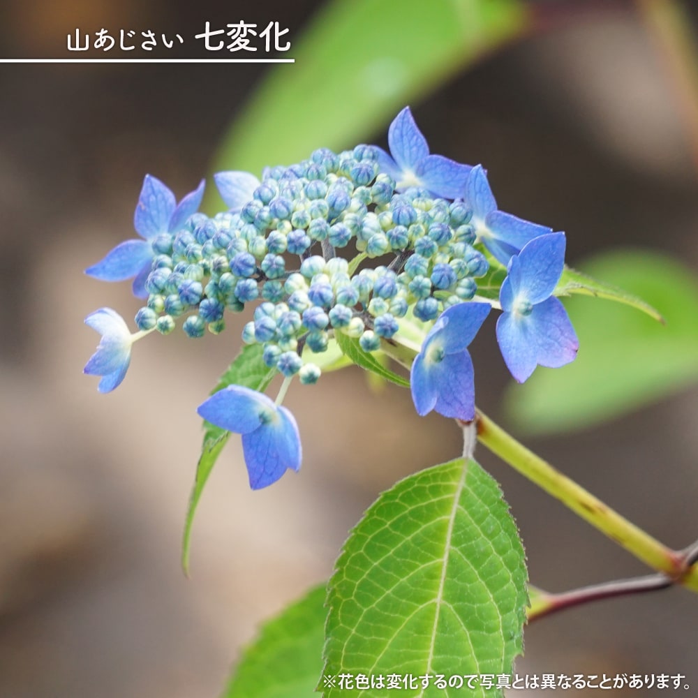 楽天市場】楽天スーパーセール対象商品 紫陽花 ヤマアジサイ 【七変化