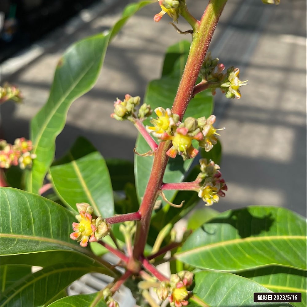 楽天市場】マンゴーの木 【キーツ】 1年生接木苗 4.5号ロングポット苗