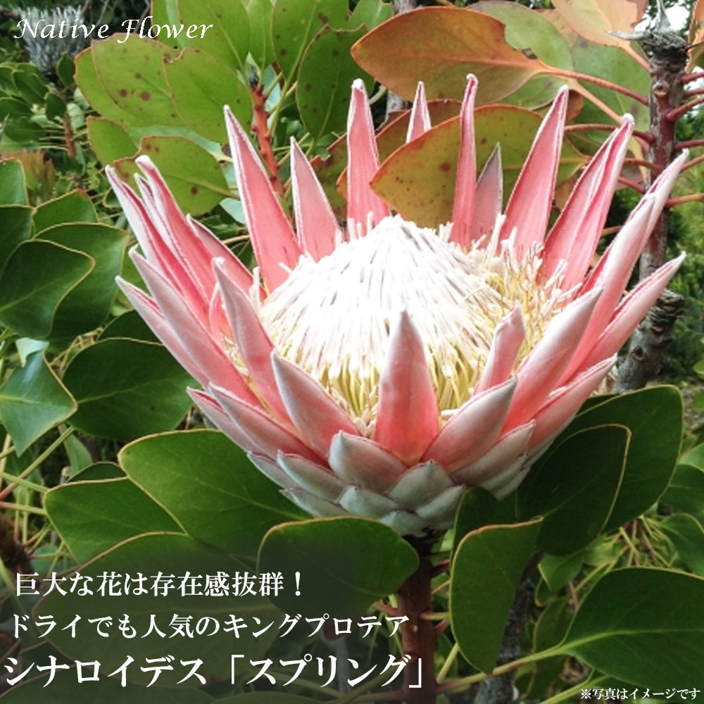 楽天市場】プロテア シナロイデス スプリング ネイティブプランツ
