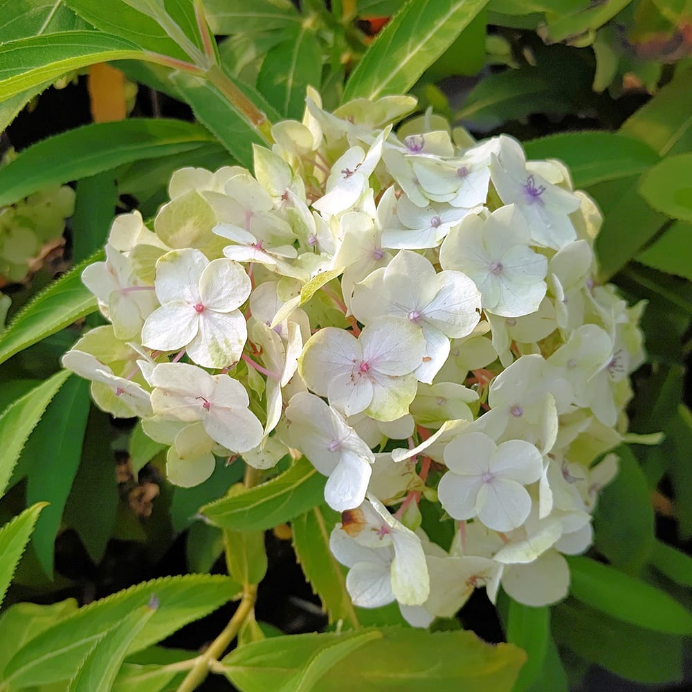 楽天市場】紫陽花 四季咲きアジサイ アスペラ 【てまり咲】 3.5号