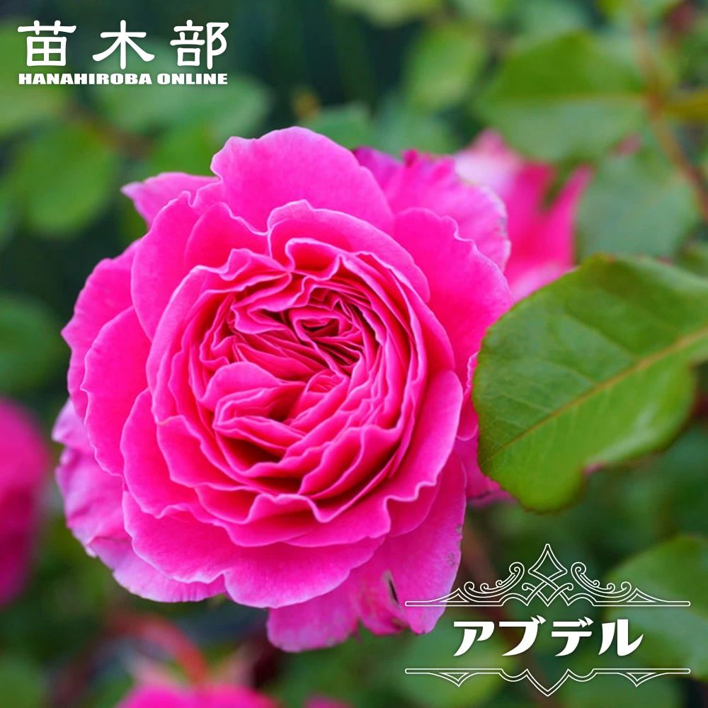 楽天市場】四季咲きバラ苗 【アブデル】 2年生大苗 : 苗木部 by 花