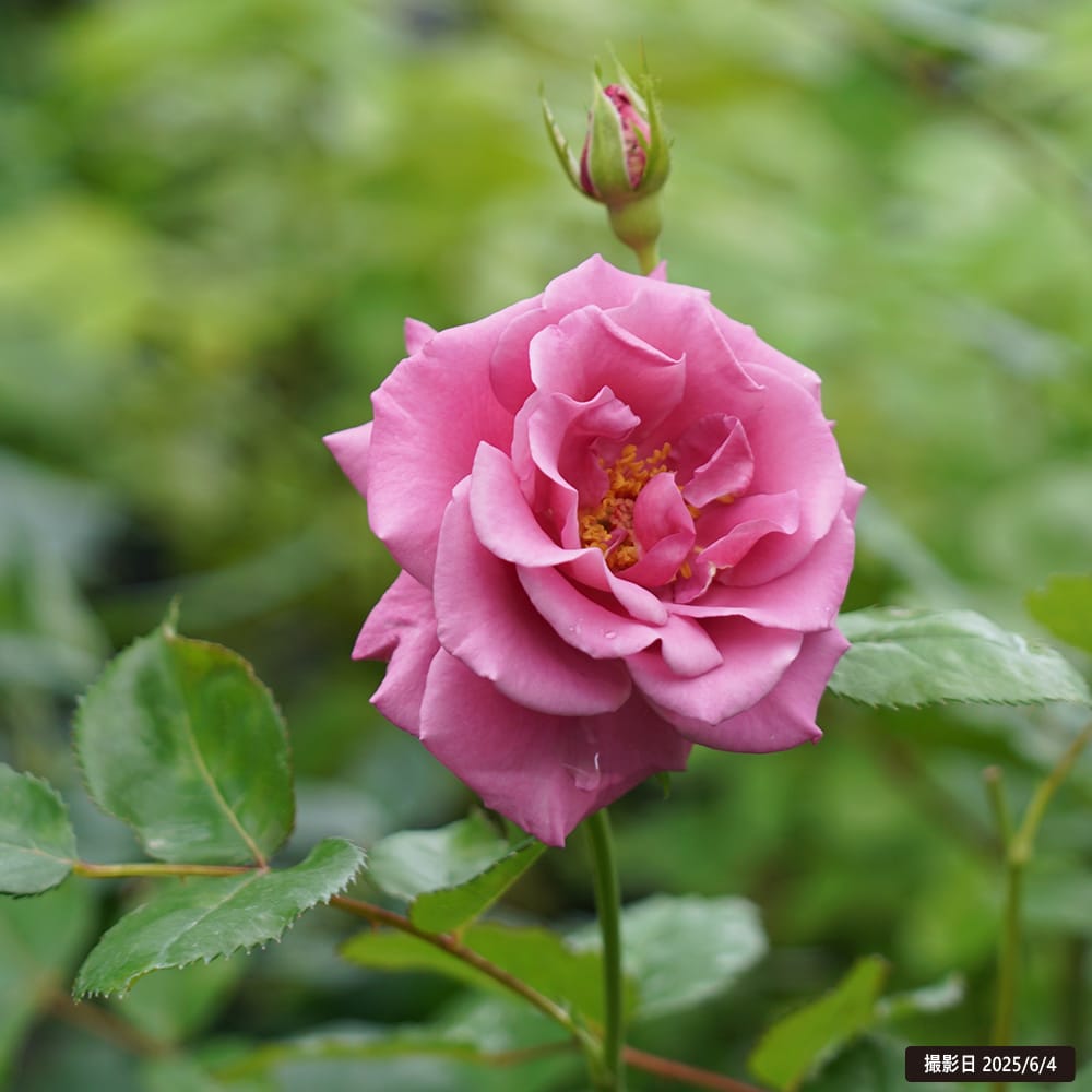 楽天市場】四季咲きバラ苗 【ショッキングブルー】 2年生大苗 : 苗木部