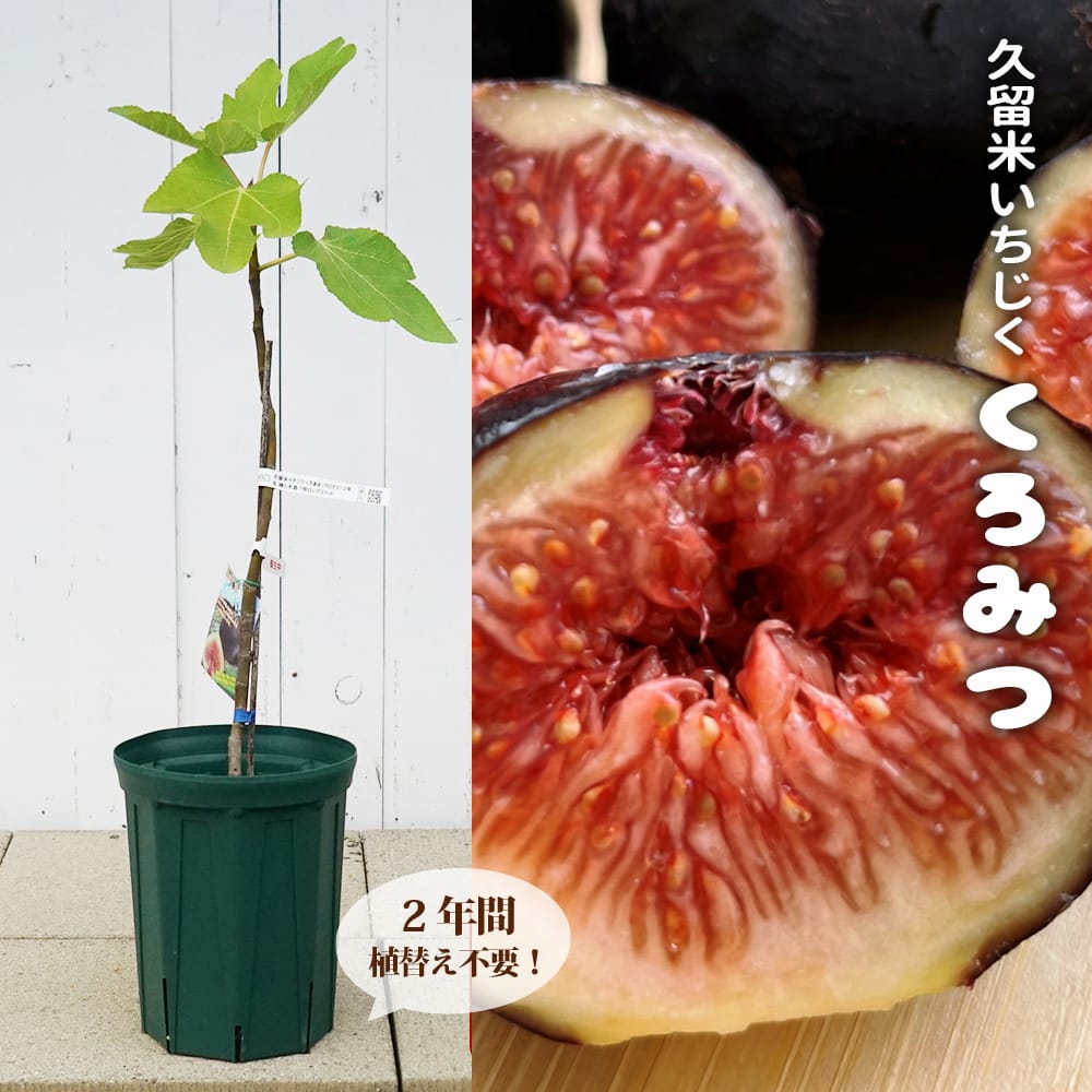 楽天市場】いちじく 【久留米くろみつ】 2年生 挿し木苗 7号ロング