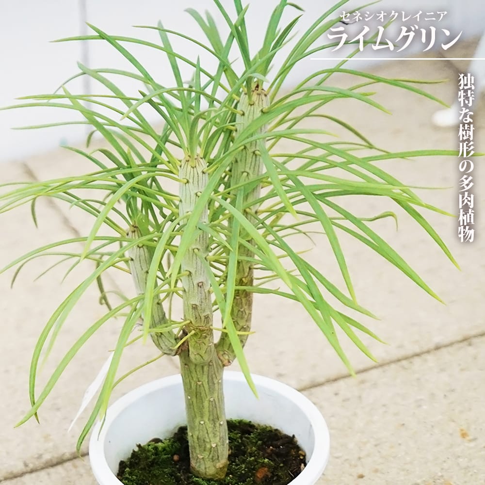 楽天市場】セネシオクレイニア 【ライムグリン】 （モンキーツリー）鉢