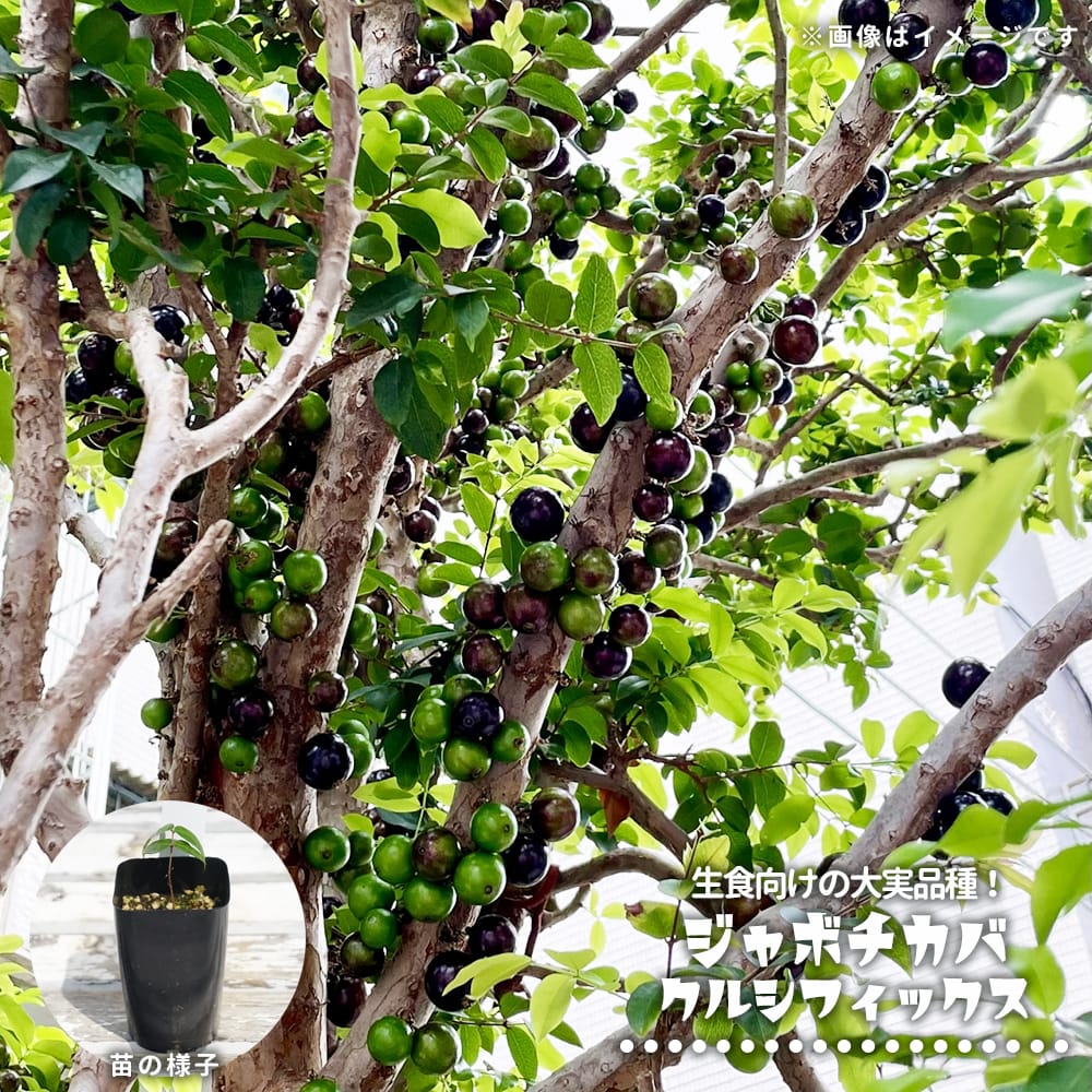 正月特価1万値下❗️耐寒ジャボチカバ 小葉ミウーダ大株 希少 耐寒性