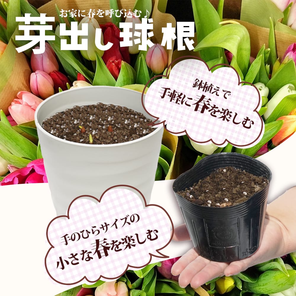 楽天市場】四季咲きバラ苗 【クレムドゥメイアン】 2年生大苗 6号