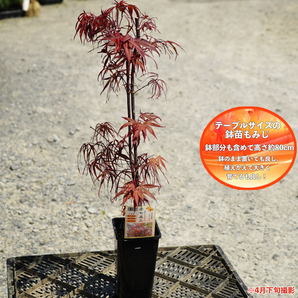 楽天市場】モミジ 【赤七五三】 テーブルサイズ 鉢植え : 苗木部 by