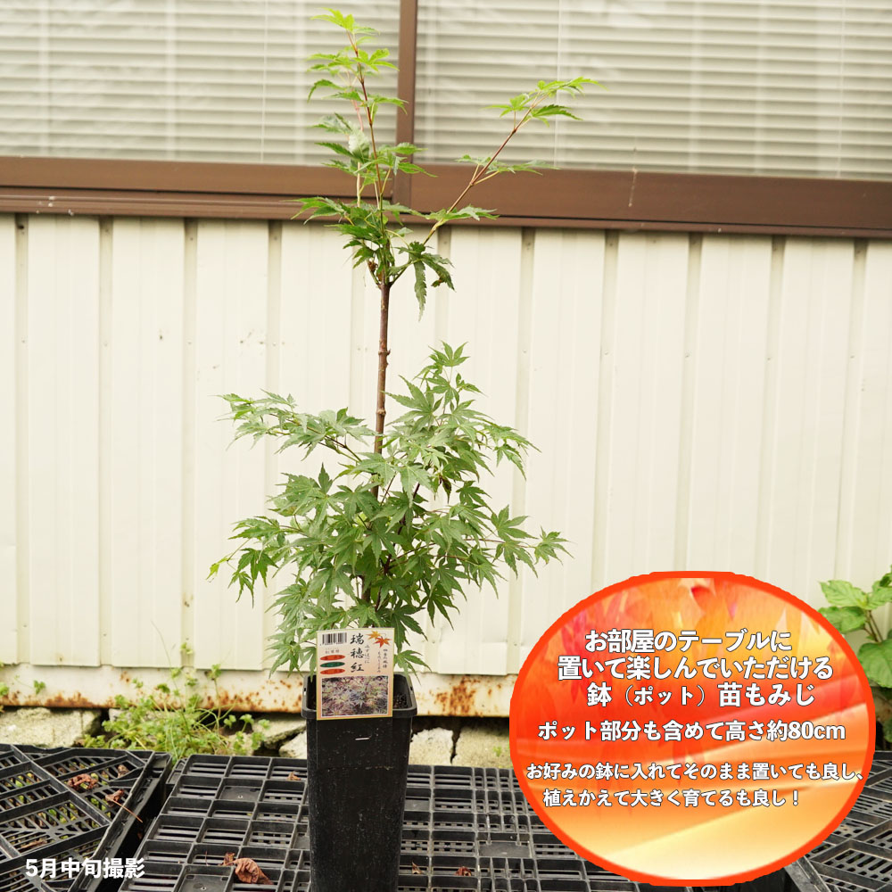 楽天市場】モミジ 【瑞穂紅（ミズホベニ）】 テーブルサイズ 鉢植え