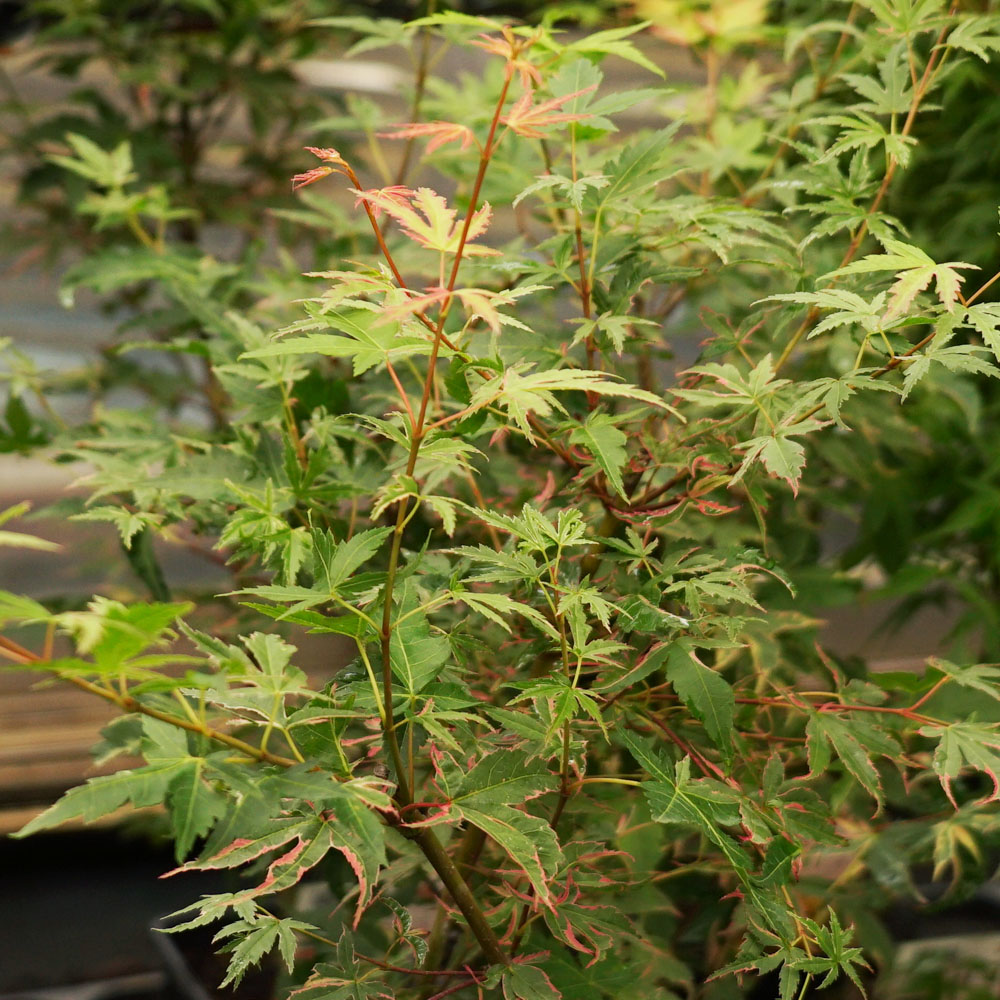 楽天市場】モミジ 【限り錦】 テーブルサイズ 鉢植え : 苗木部 by 花
