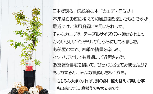 楽天市場】モミジ 【赤七五三】 テーブルサイズ 鉢植え : 苗木部 by