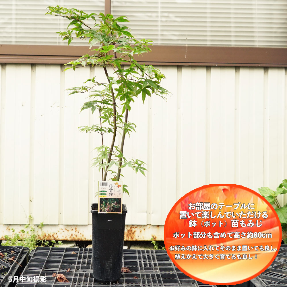 楽天市場】モミジ 【浮雲錦】 テーブルサイズ 鉢植え : 苗木部 by 花