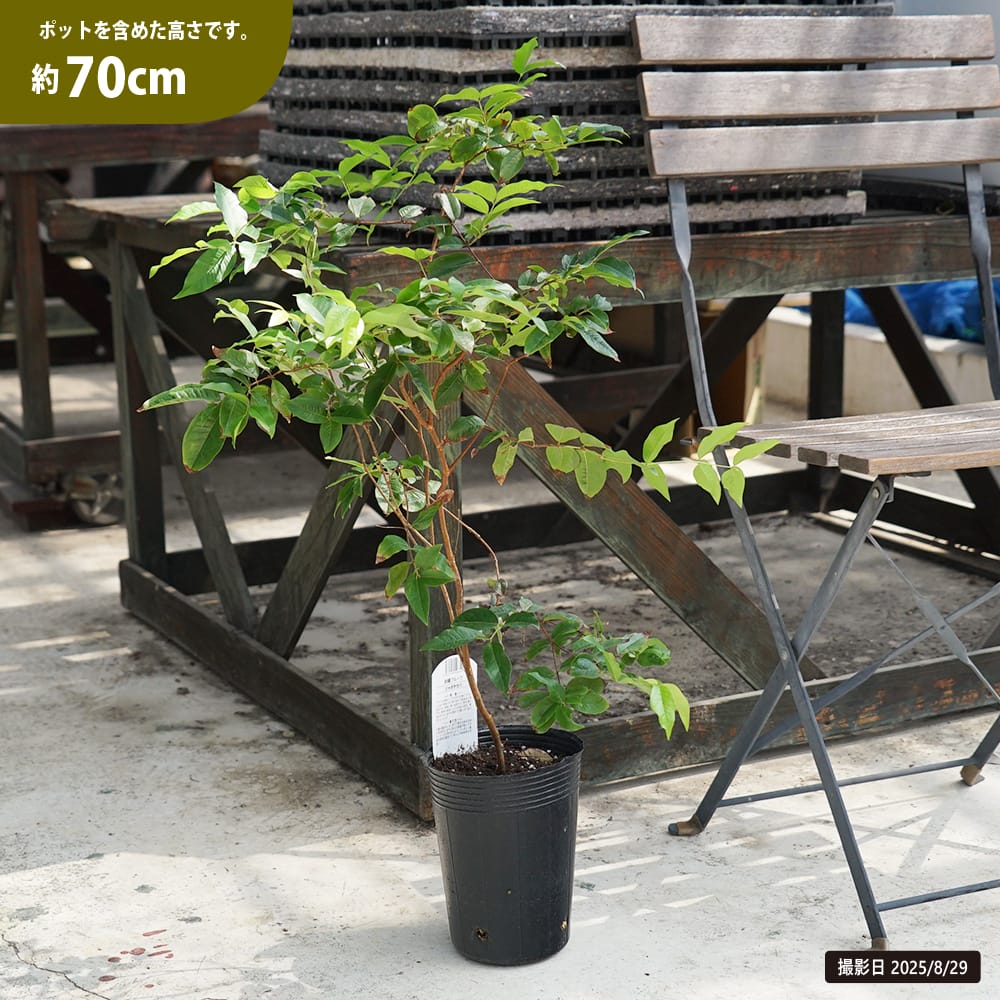 楽天市場】四季成り ジャボチカバ 実生 ポット苗 沖縄県産 : 苗木部