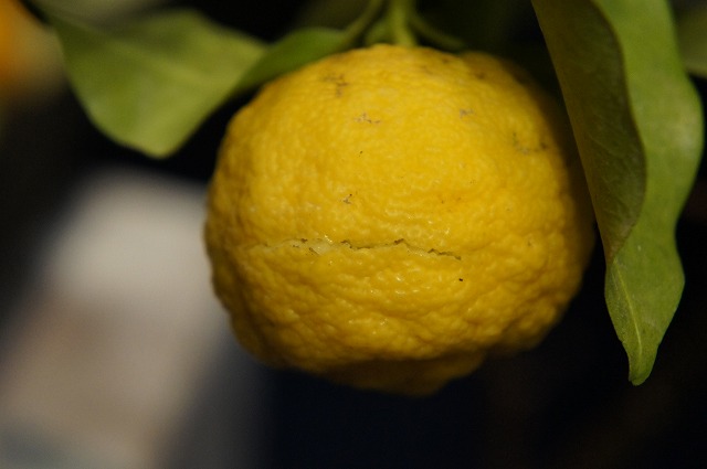 楽天市場】柚子 苗木 【花柚子 （はなゆ）】 一才ゆず 3年生接木大苗