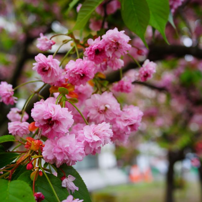 楽天市場】さくら 【数珠掛桜 （じゅずかけざくら）】 1年生接木苗