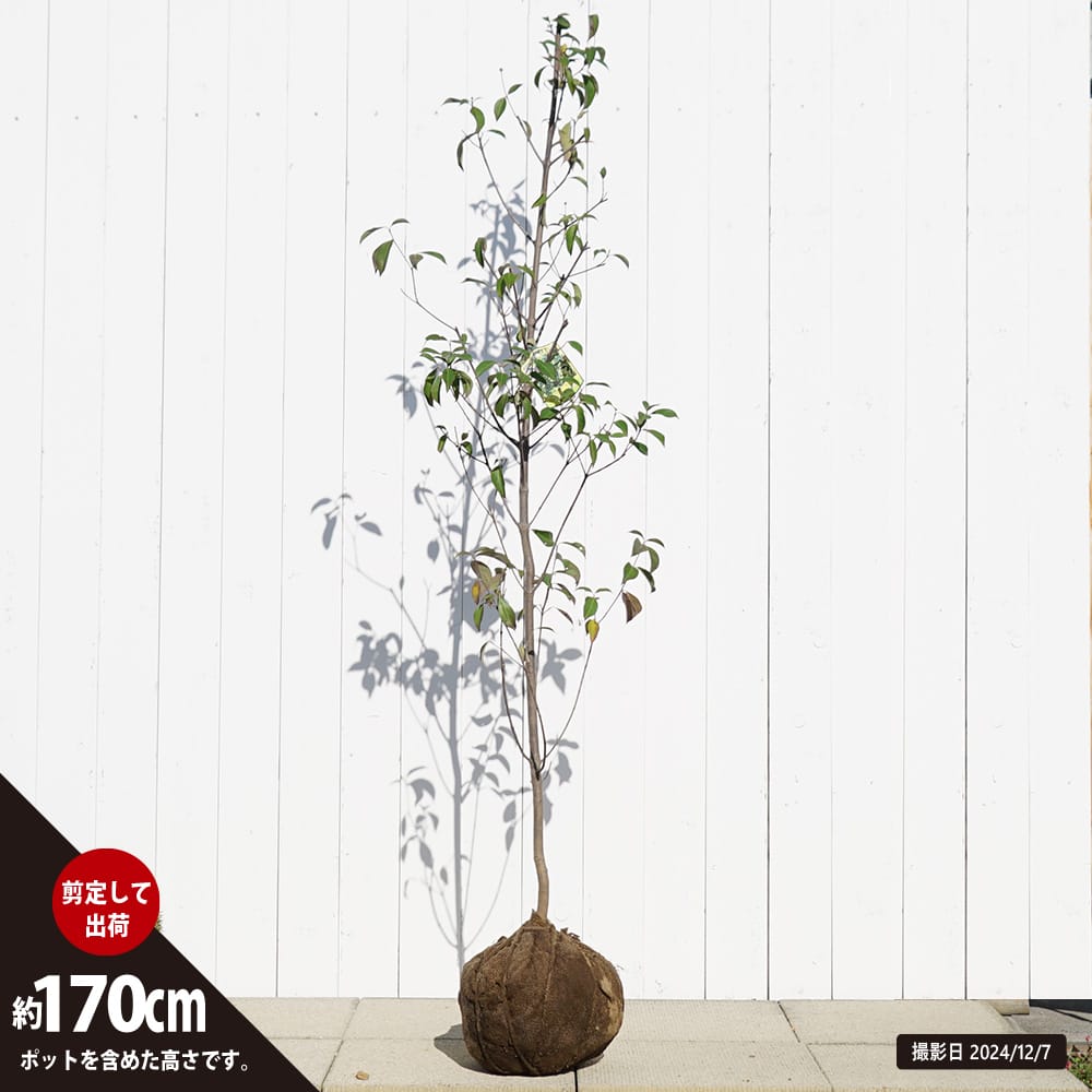 楽天市場】常緑ヤマボウシ 【サマーレッドペイジ】 根巻き大苗 PVP