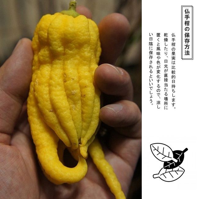 楽天市場】【仏手柑 （ぶっしゅかん）】 1年生接木苗 : 苗木部 by 花