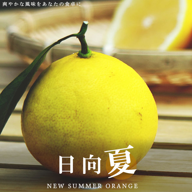 楽天市場】【日向夏 （ニューサマーオレンジ）】 1年生接木苗 : 苗木部