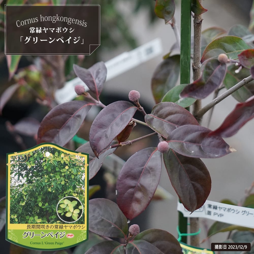 楽天市場】常緑ヤマボウシ 【グリーンペイジ】 根巻き苗 : 苗木部 by