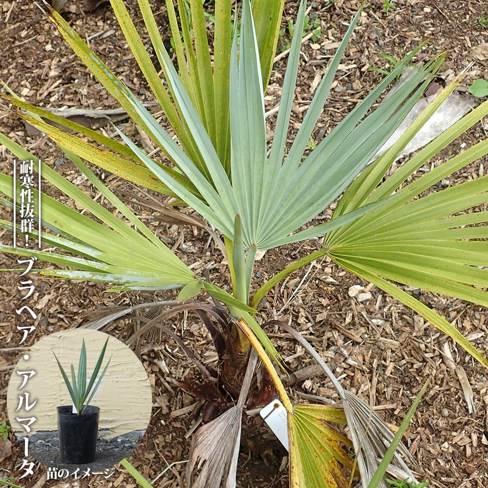楽天市場】ヤシの木 【ブラヘア・アルマータ】 実生 ポット苗 : 苗木部