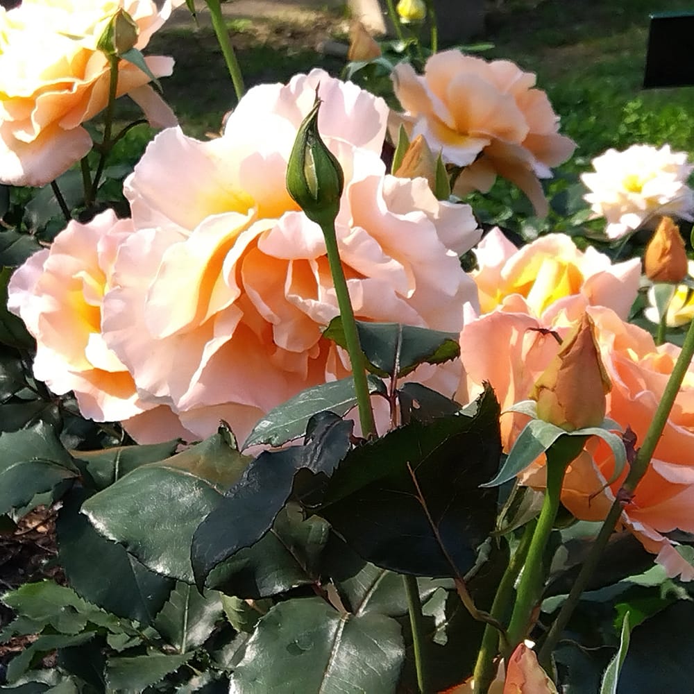 楽天市場】四季咲き強香バラ苗 【ジャストジョーイ】 2年生大苗 : 苗木