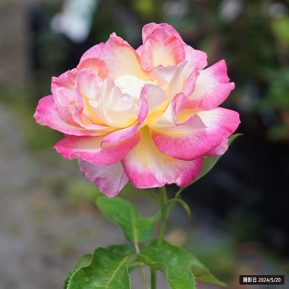 楽天市場】四季咲きバラ苗 【カリフォルニアドリーミング】 2年生大苗