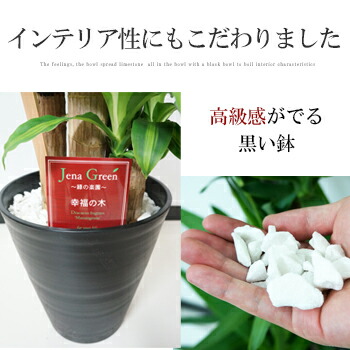 楽天市場】観葉植物 大型 ユッカ エレファンティペス 青年の木 8号鉢