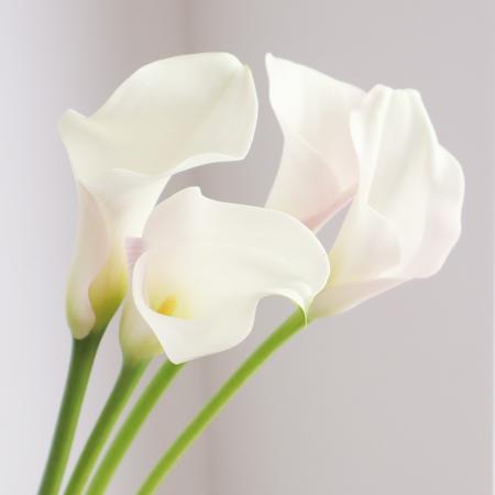 楽天市場】【生花】カラー 白（キャプテンベンチュラ、ホワイトホース