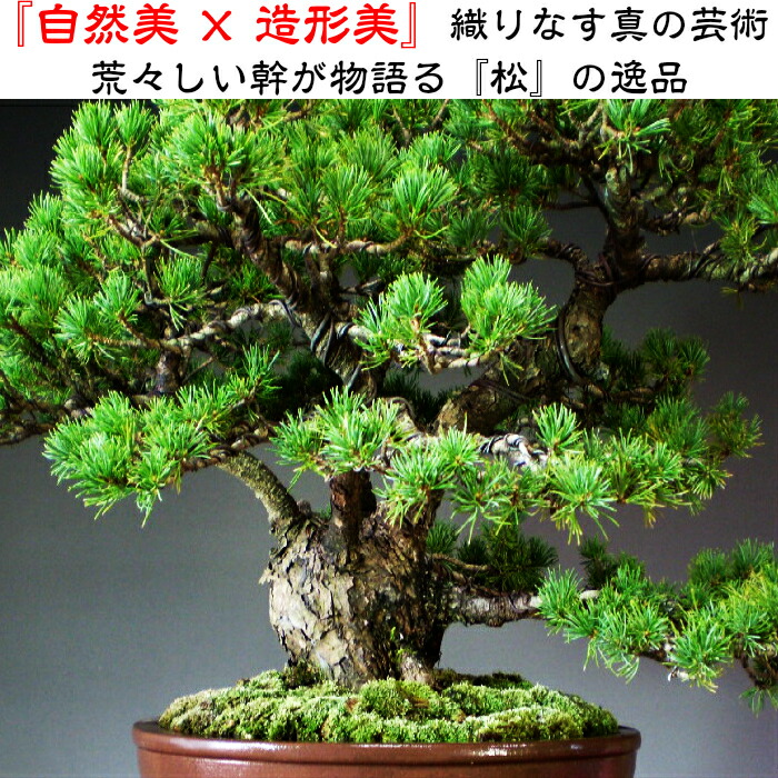 楽天市場】樹齢50年 九重五葉松盆栽 展示用中品盆栽 最高峰品質 埼玉