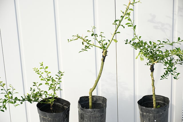 楽天市場】◇送料無料◇ フィンガー ライム 苗 【フィンガーライム