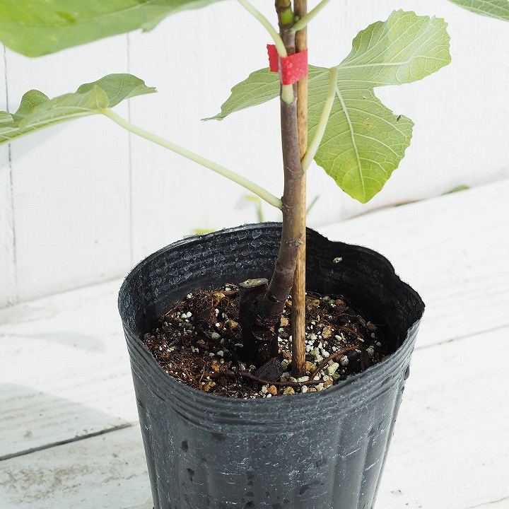 楽天市場】[楽天市場店限定価格] ◇グリゴー スーパーSALE◇ イチジク