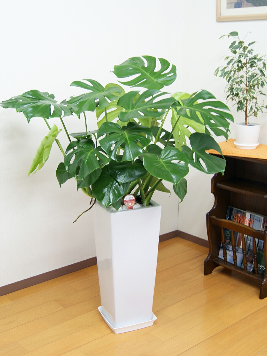 楽天市場】観葉植物 モンステラ デリシオーサ 8号 角高陶器鉢 白 高さ