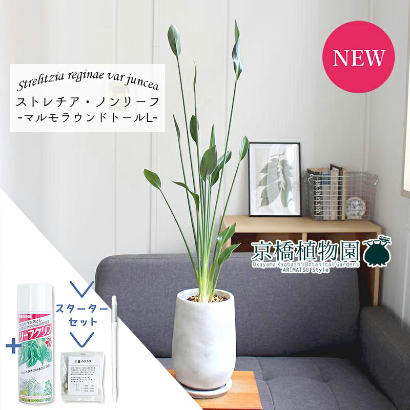 観葉植物 ストレリチア ノンリーフ」の人気商品一覧 | 安い商品を通販