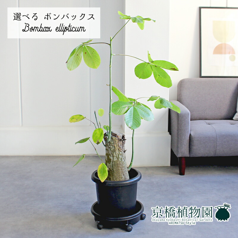 楽天市場】【5日はP5倍！】【SSクーポンあり】【現品】ボンバックス 8