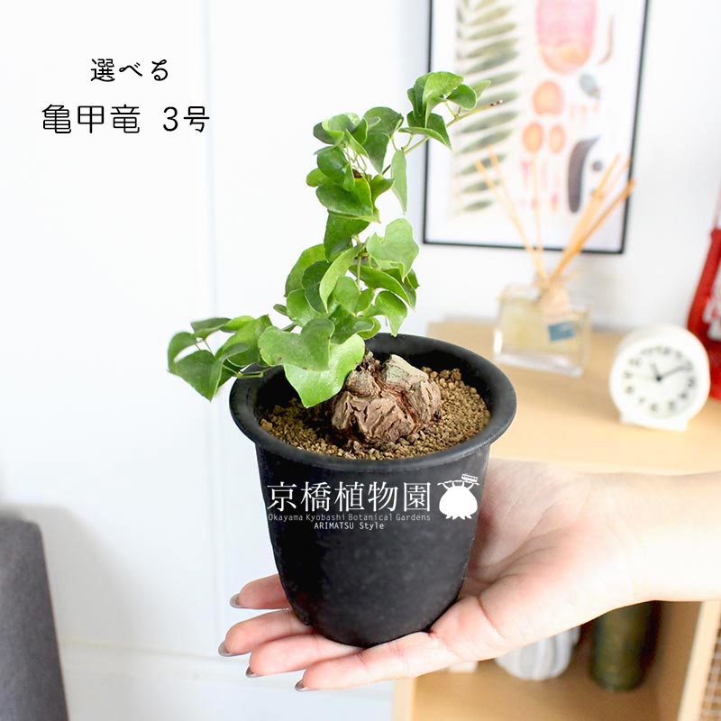 楽天市場】【5日はP5倍！】【SSクーポンあり】【現品】アフリカ亀甲竜